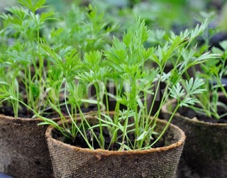 Розсаду моркви краще вирощувати з дражованого насіння